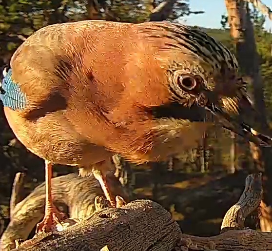 Best image of Eurasian jay