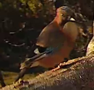 Best image of Eurasian jay
