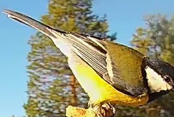 Best image of Great tit