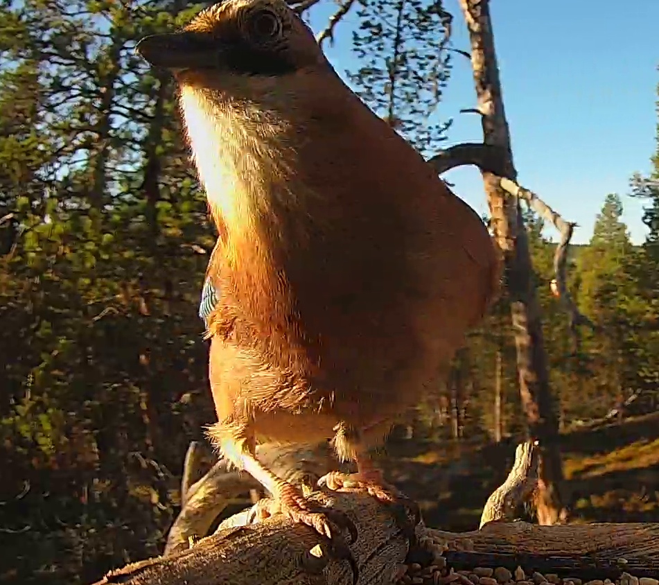 Best image of Eurasian jay