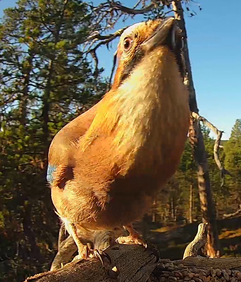 Best image of Eurasian jay