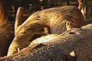 Best image of Peregrine falcon