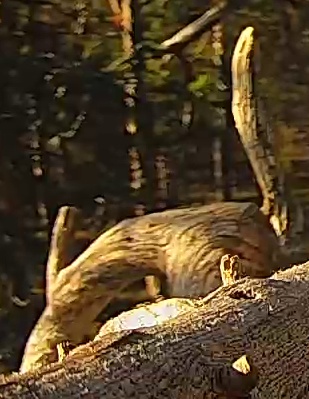Best image of Great bittern