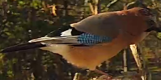 Best image of Eurasian jay
