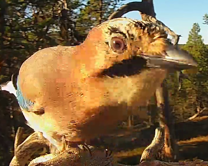 Best image of Eurasian jay