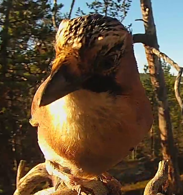 Best image of Egyptian vulture