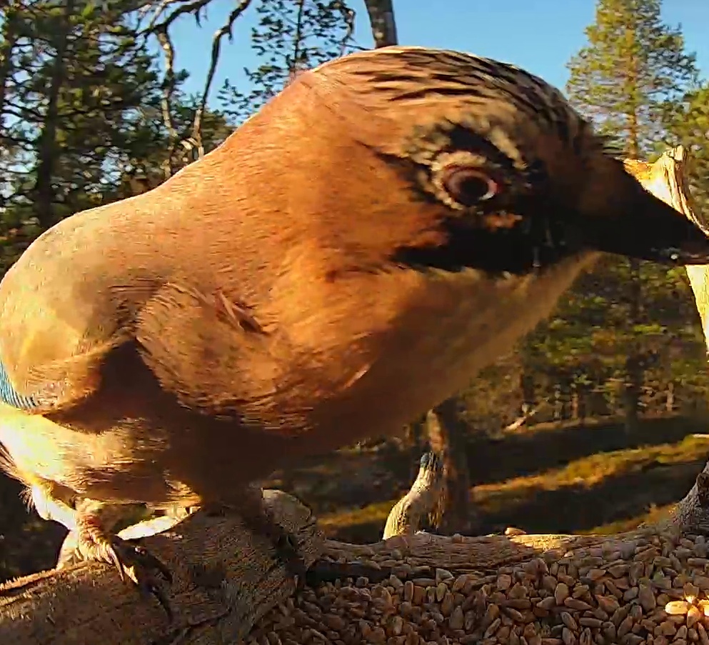 Best image of Eurasian jay