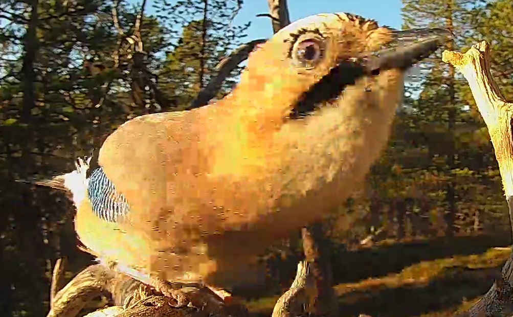 Best image of Eurasian jay