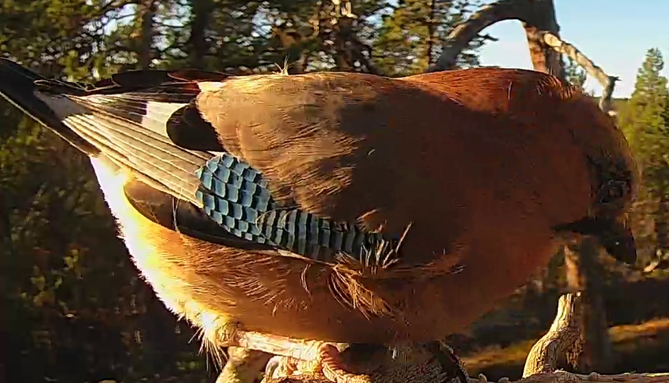 Best image of Eurasian jay