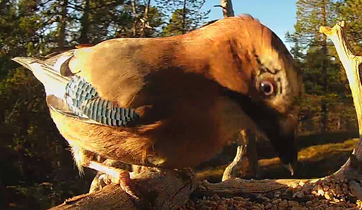 Best image of Eurasian jay