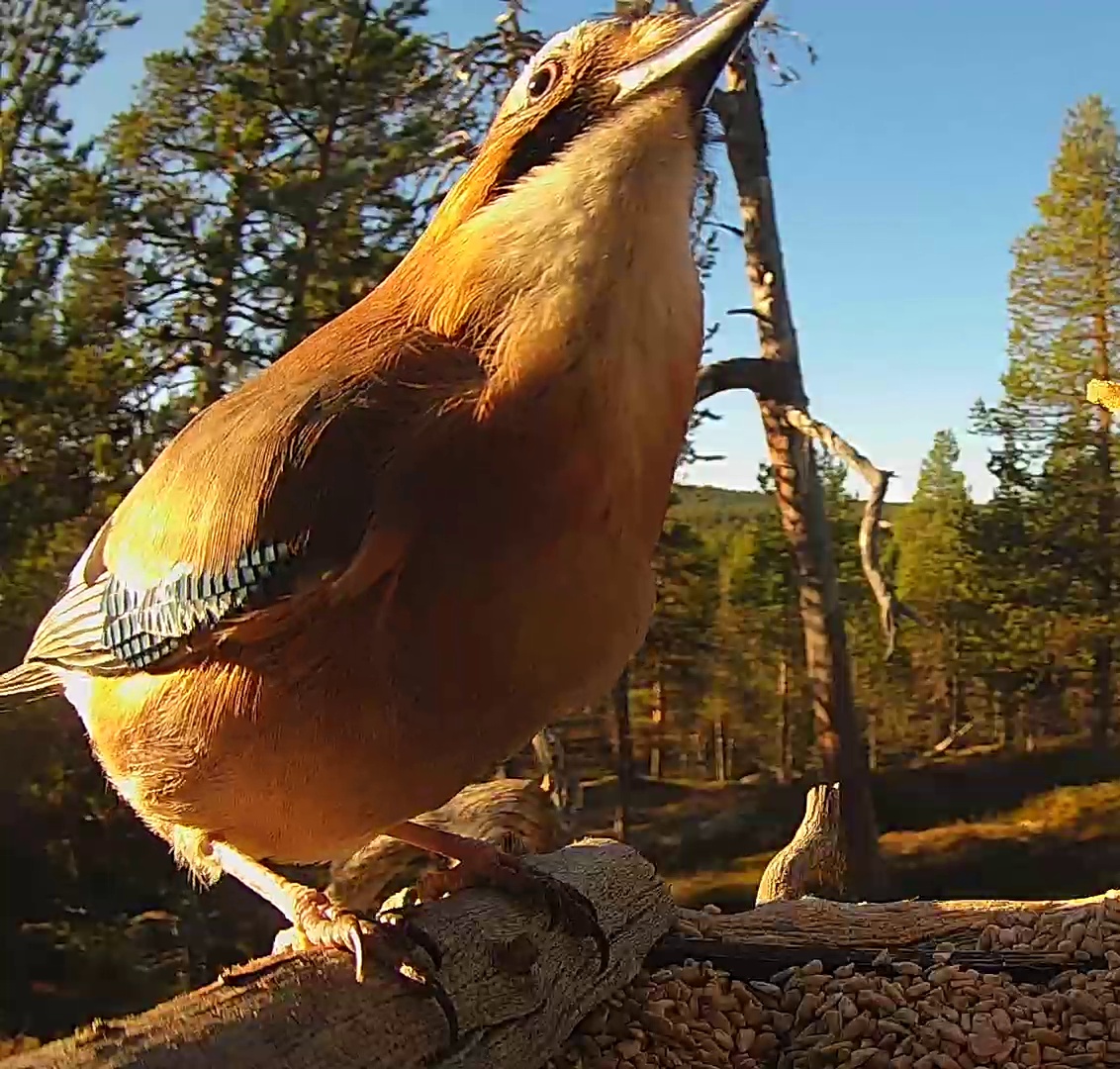 Best image of Eurasian jay