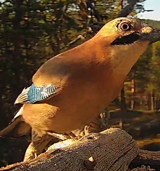 Best image of Eurasian jay