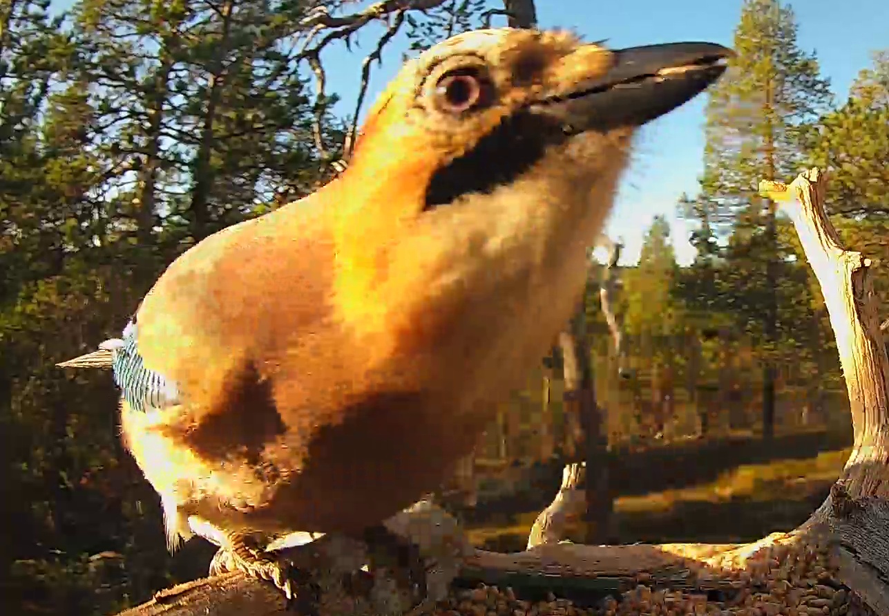 Best image of Eurasian jay