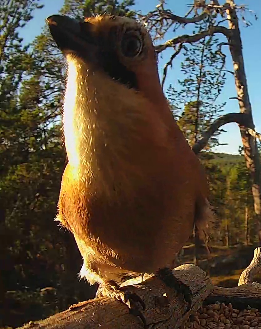 Best image of Eurasian jay