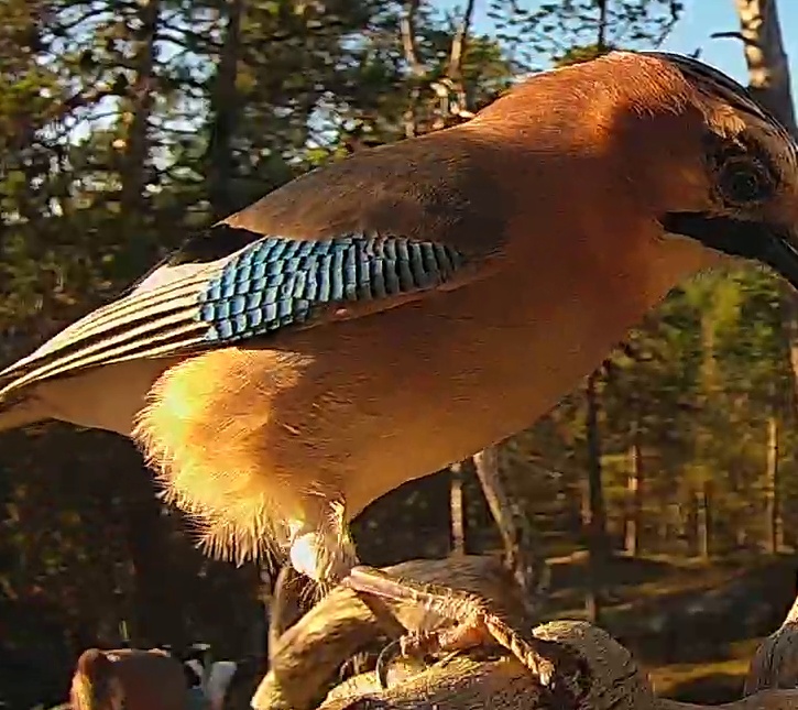 Best image of Eurasian jay