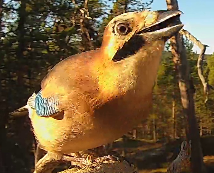 Best image of Eurasian jay