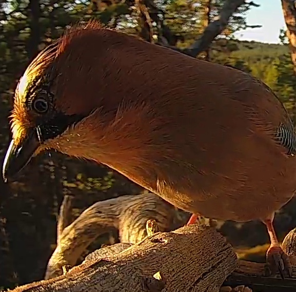 Best image of Eurasian jay