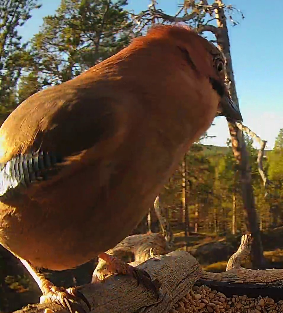 Best image of Eurasian jay