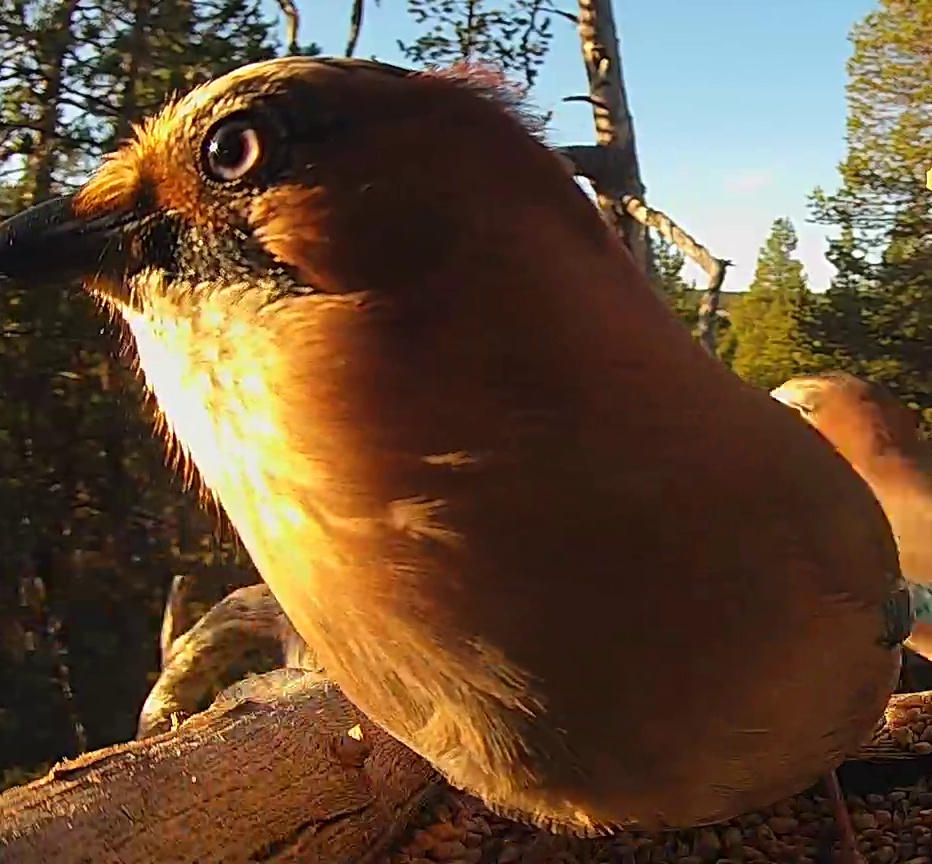Best image of Eurasian jay