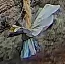 Best image of Great tit