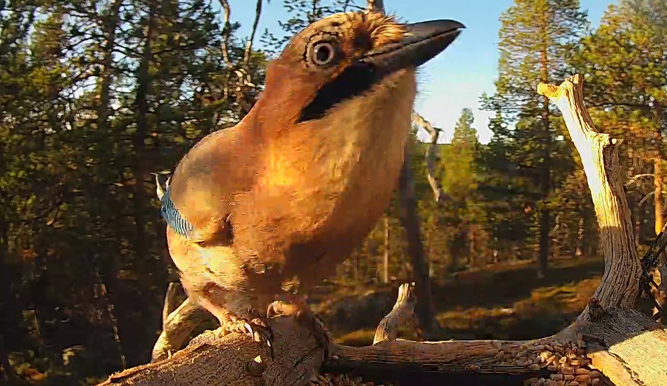 Best image of Eurasian jay