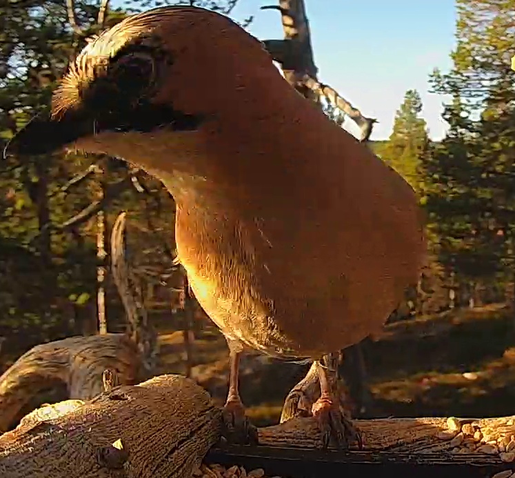 Best image of Eurasian jay