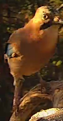 Best image of Eurasian hoopoe