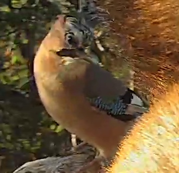 Best image of Eurasian jay