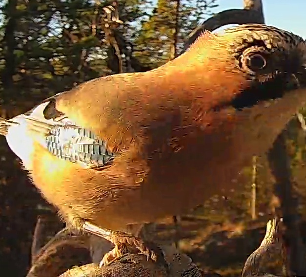 Best image of Eurasian jay