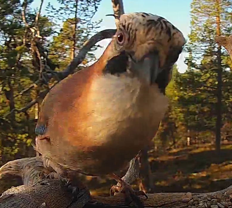 Best image of Eurasian jay