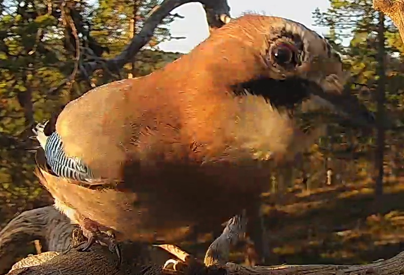Best image of Eurasian jay