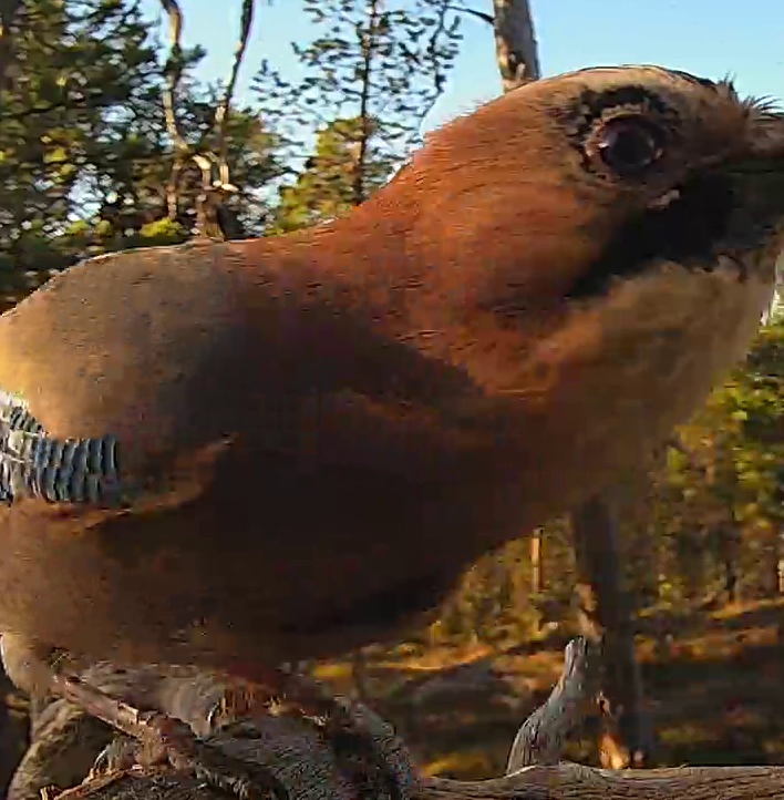 Best image of Eurasian jay