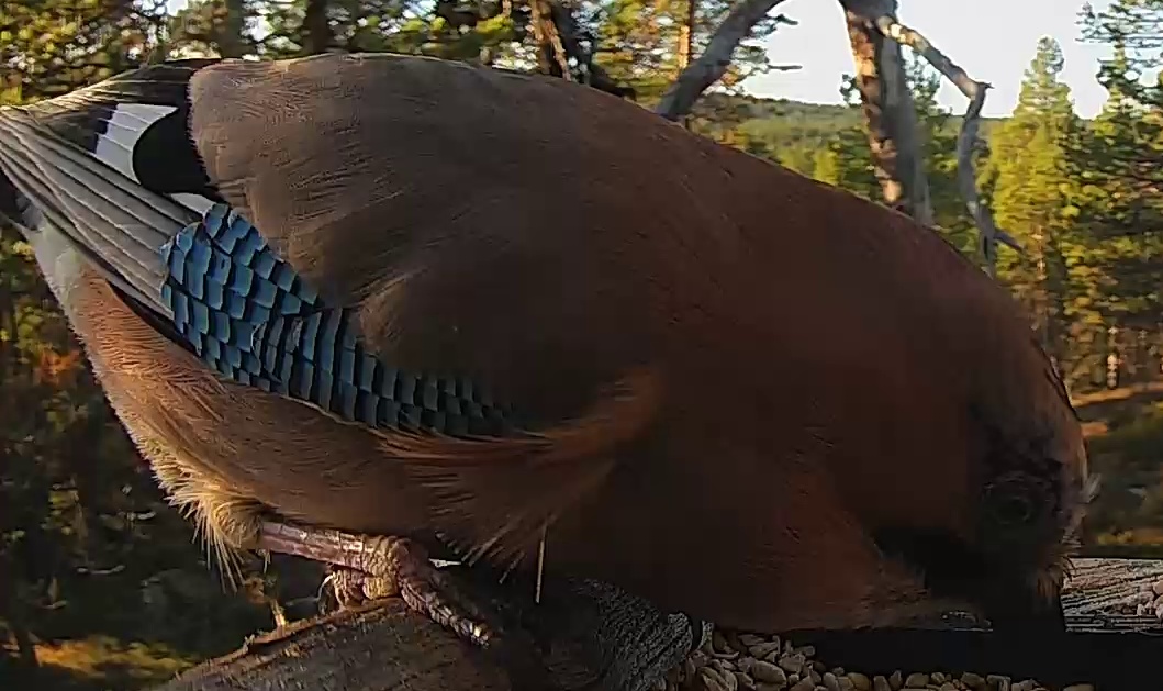 Best image of Eurasian jay