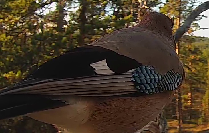 Best image of Eurasian jay