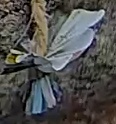 Best image of Great tit