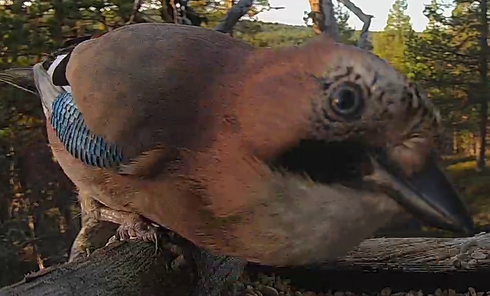 Best image of Eurasian jay