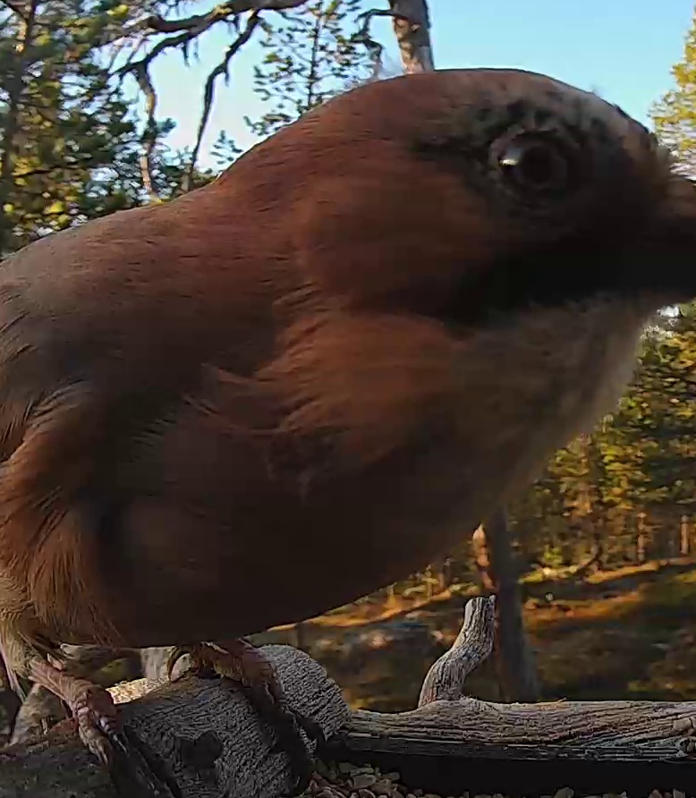 Best image of Eurasian jay