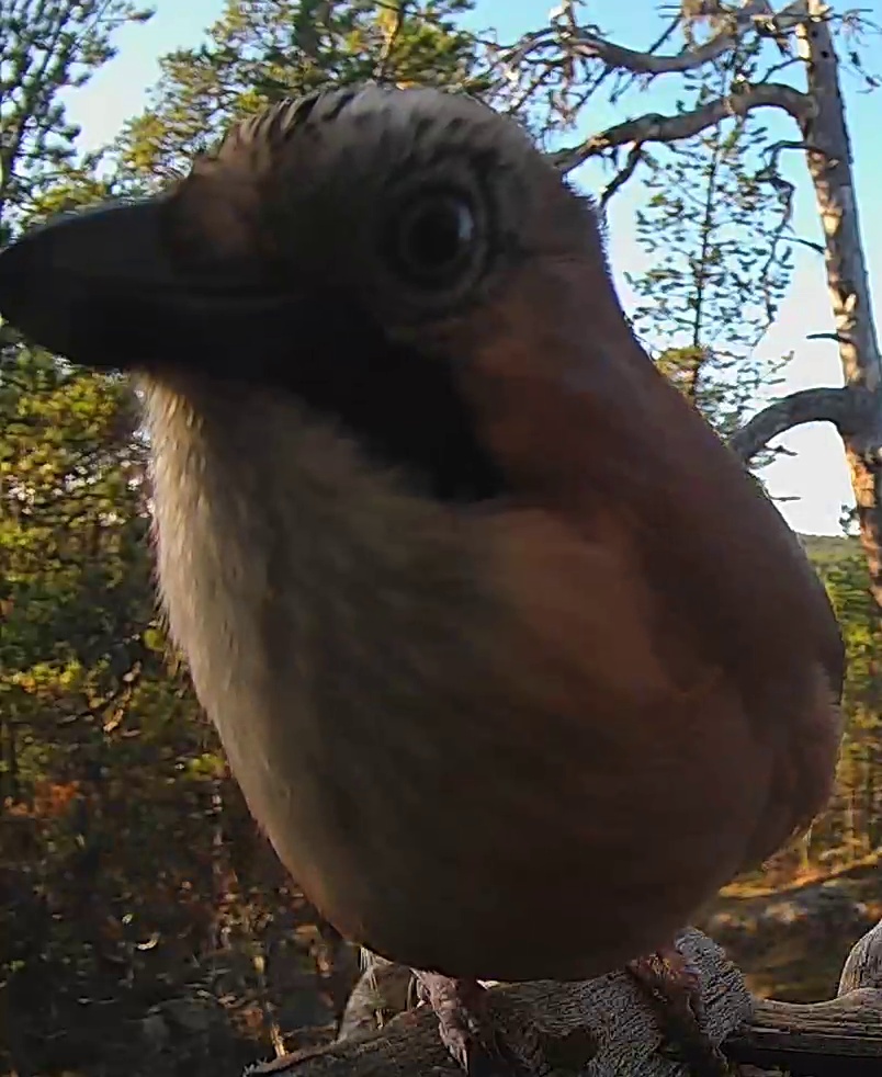 Best image of Eurasian jay