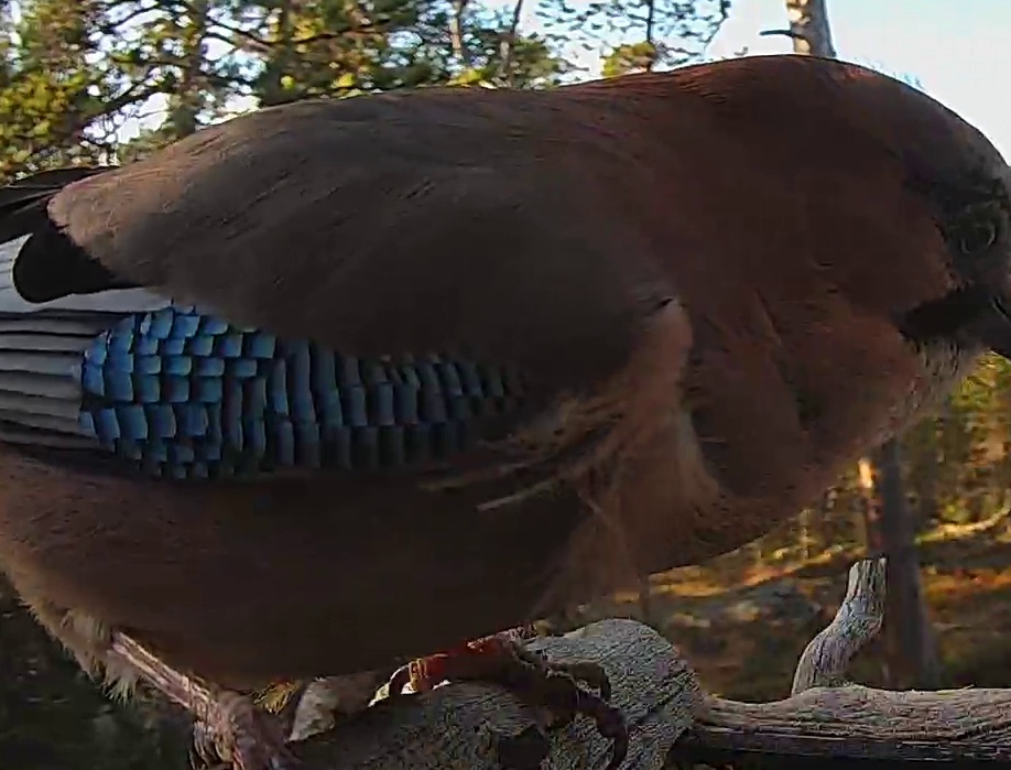 Best image of Eurasian jay