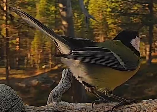 Best image of Great tit