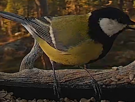 Best image of Great tit