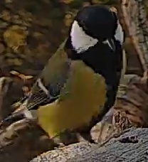 Best image of Great tit