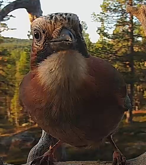 Best image of Eurasian jay