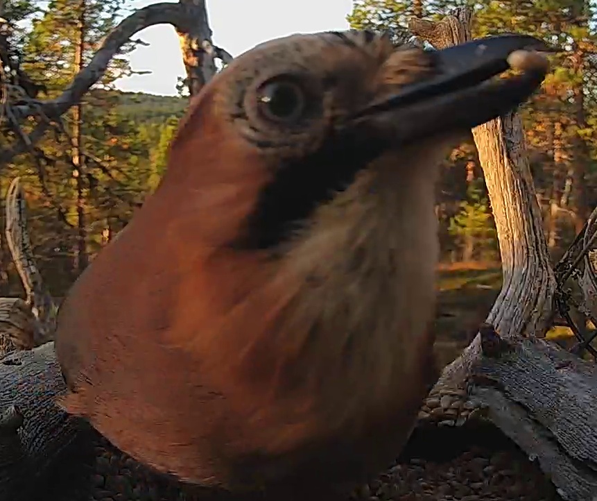 Best image of Eurasian jay