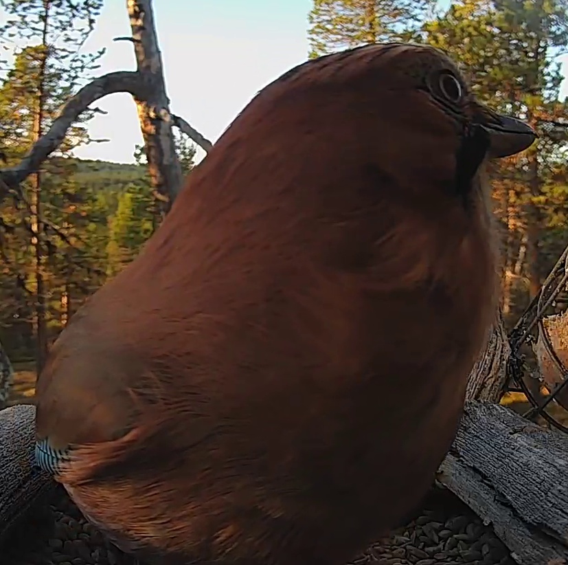 Best image of Eurasian jay