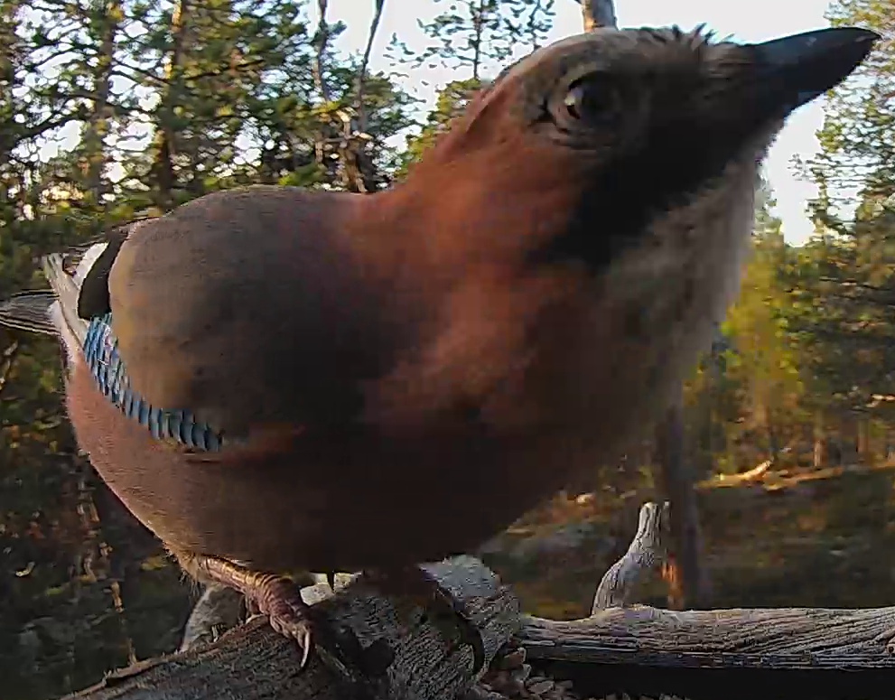 Best image of Eurasian jay