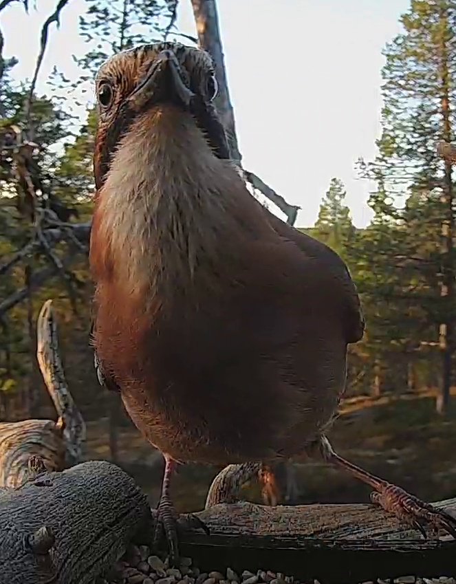Best image of Eurasian jay
