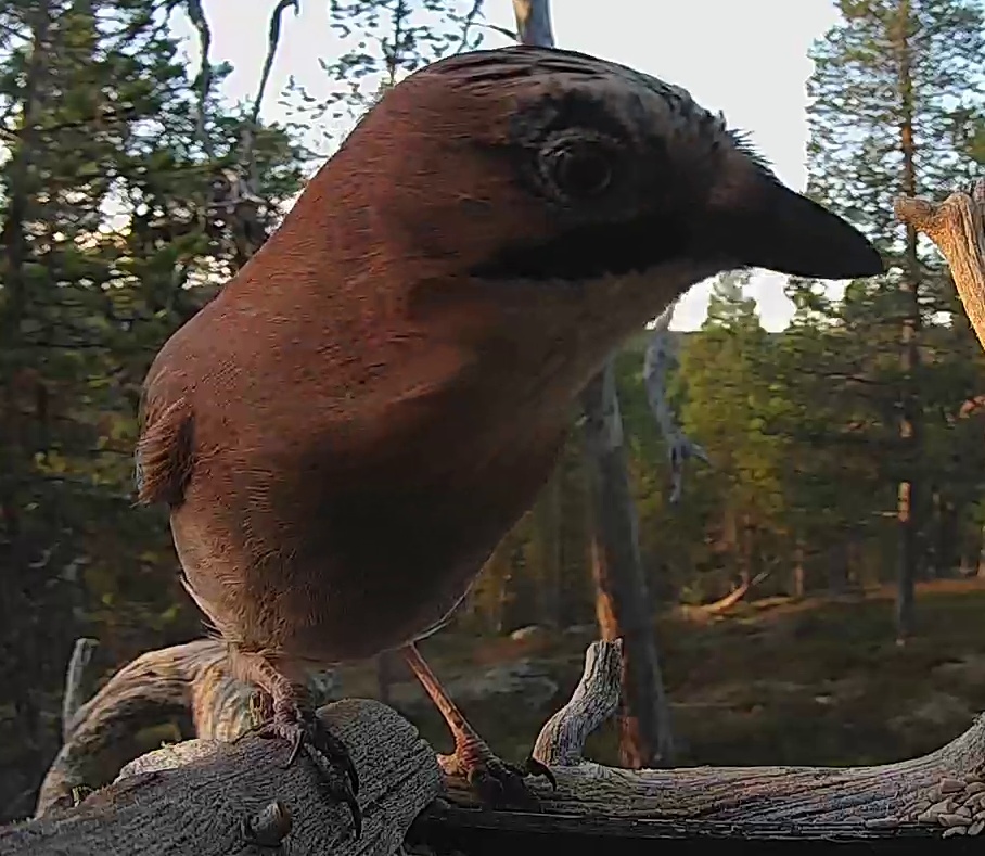 Best image of Eurasian jay