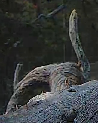 Best image of Helmeted guineafowl