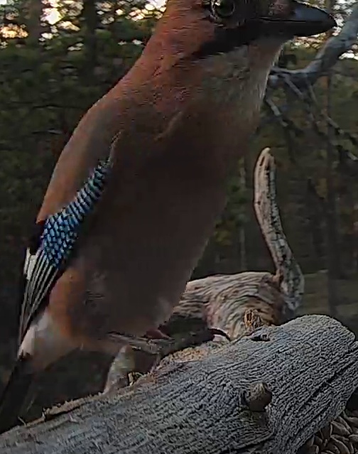 Best image of Helmeted guineafowl